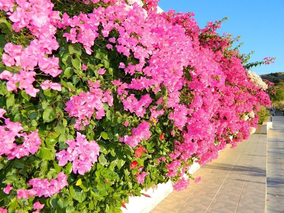 Telhinis Hotel & Apartments Faliraki Extérieur photo